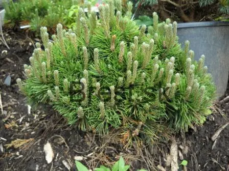 Pinus mugo pumilio 2lit