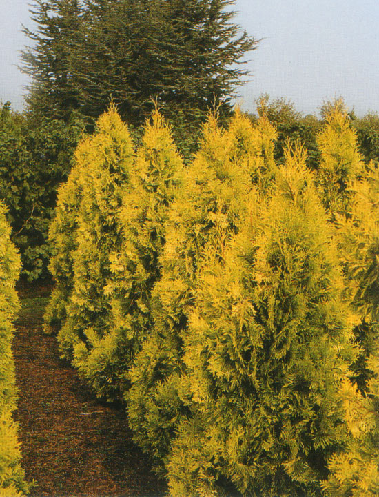 THUJA occidentalis 'Holmstrup Yellow'
