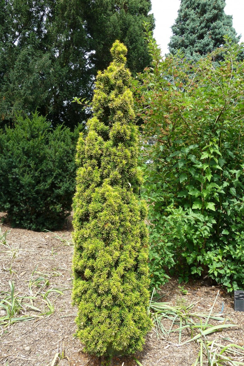 Taxus baccata 'David'