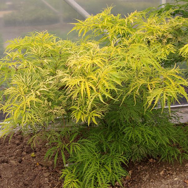 sambucus nigra golden tower