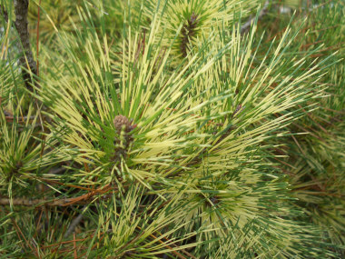 Pinus densiflora Oculus-draconis