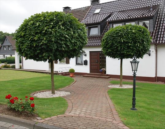 ACER platanoides 'Globosum'
