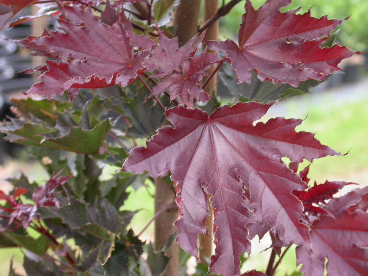 Acer crimson king