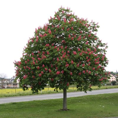 Aesculus × carnea 'Briotii'