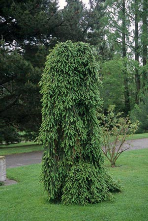 Picea abies 'Inversa'