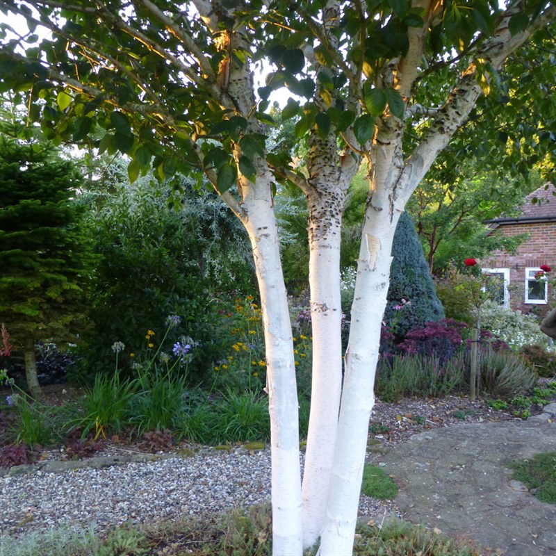 Betula utilis Jacquemontii 2 lit.