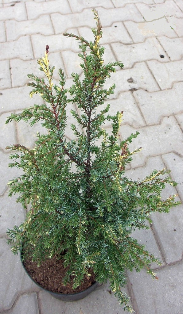 Borievka obyčajná 'Hibernica Variagata'
