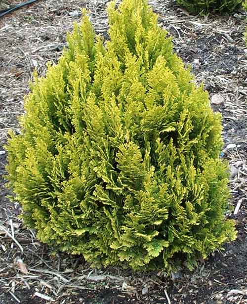 Cypruštek Lawsonov 'Minima Aurea'