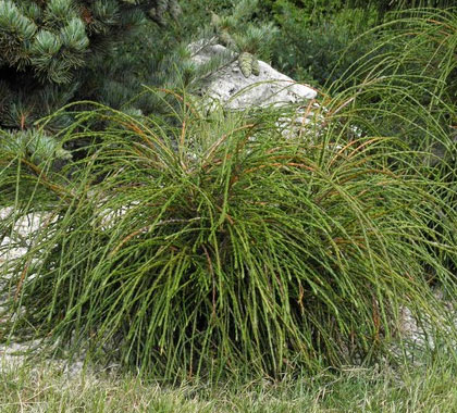 Thuja plicata 'Whipcord'
