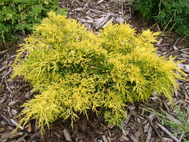 Juniperus pfitzeriana 'King of Spring'