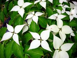 Cornus kousa Milk Way