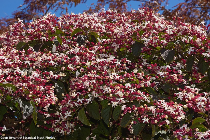 Clerodendron 'Purple Blaze'