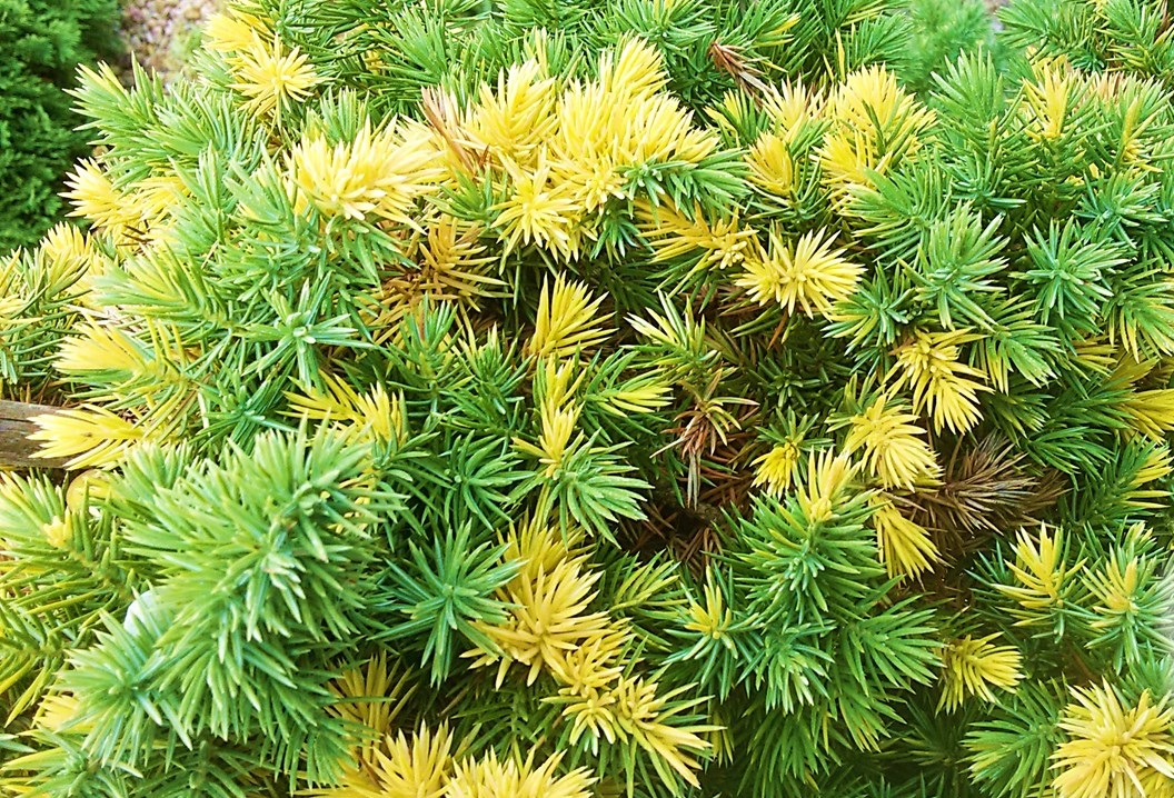 Juniperus conferta 'Golden Wings'
