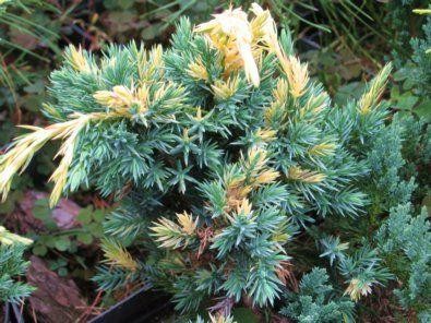 Juniperus squamata 'Golden Flame'