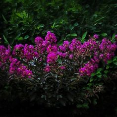 LAGERSTROEMIA indica B.S.® 'Purely Purple