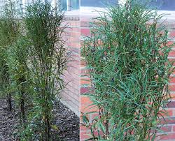 RHAMNUS frangula 'Asplenifolia'