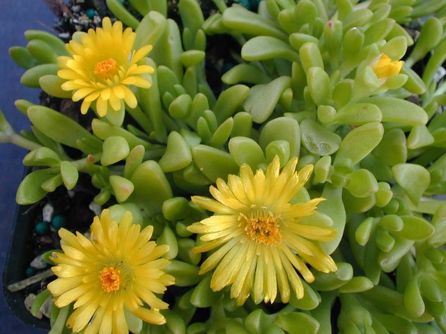 Delosperma nubigenum 