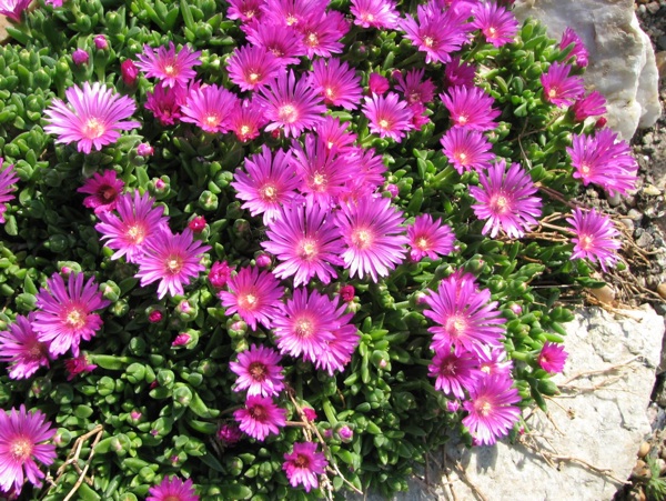 Delosperma sani pass