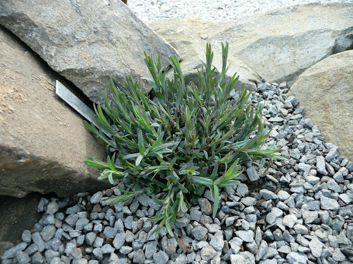 Dianthus deltoides confetti tiefrot 