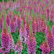 Digitalis purpurea 