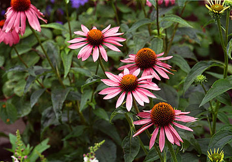 Echinacea purpurea 'Magnus' 