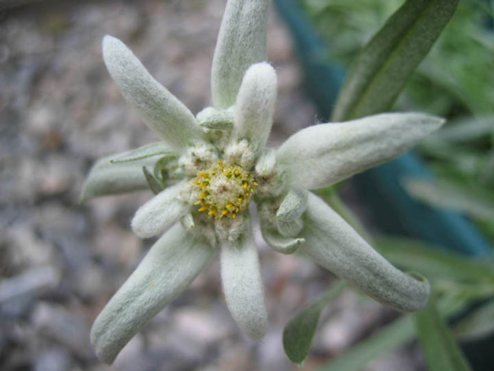 Leontopodium alpinum 'Everest' 