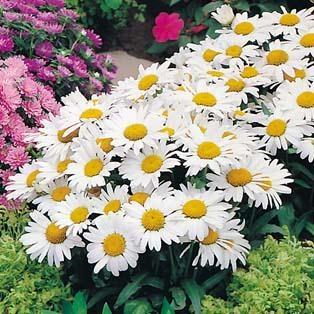 Leucanthemum maximum snow lady