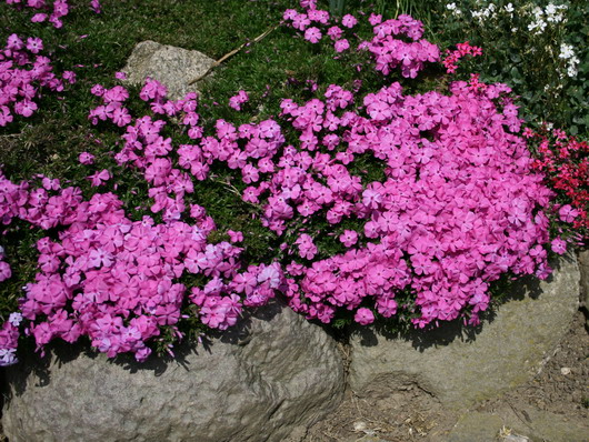 Phlox douglasii 'Crackerjack' 