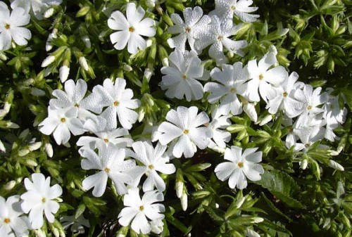 Phlox subulata 'White Delight' 