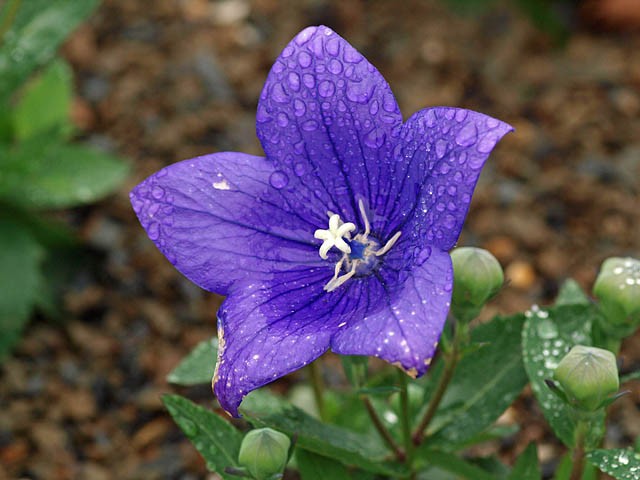 Platycodon grandiflorus 'Apoyama' 
