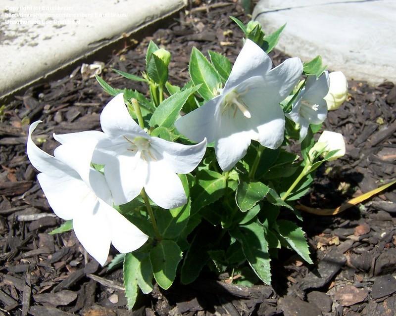 Platycodon grandiflorus 'Astra White'