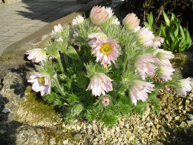 Pulsatilla vulgaris 'Alba' 