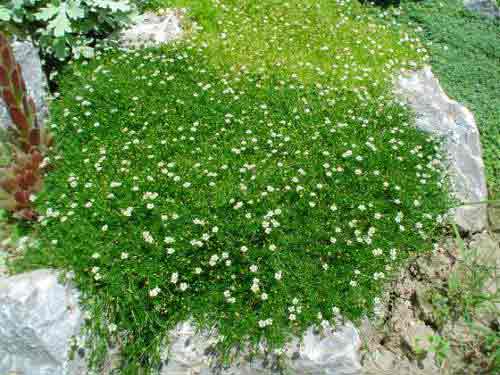 Sagina subulata  GREEN