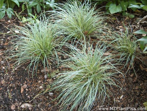 Carex conica 'Snowline' 