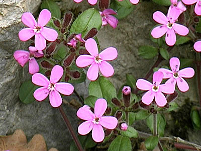 saponaria ocymoides jabora 