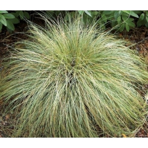 Carex comans 'Frosted Curls'