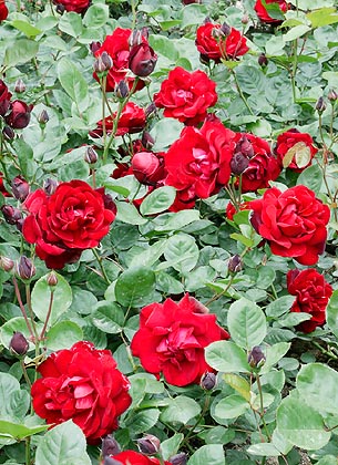 Rosa 'Marlena' Pôdopokryvná