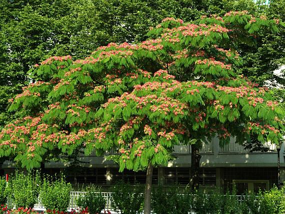 Albizia julibrissin 40-60cm