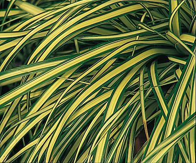 Carex osimensis "evergold"