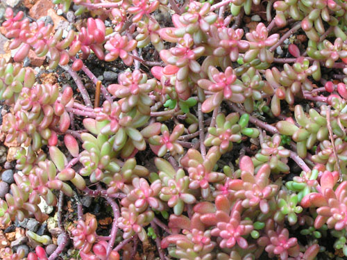 Sedum album 'Coral Carpet' 