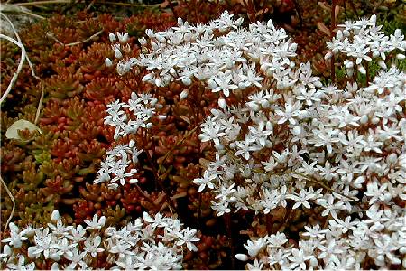 Sedum album 'Murale' 