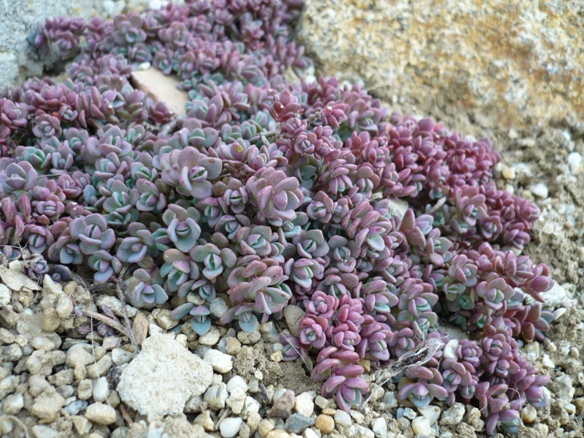 Sedum cyaneum 'Sachalin' 