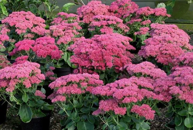 Sedum 'Herbstfreude' 