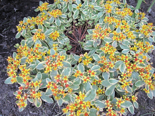 Sedum kamtschaticum 'Variegatum' 