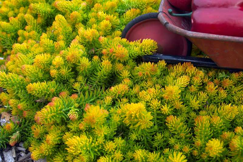 Sedum reflexum 'Angelina'