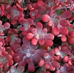 Sedum spathulifolium 'Purpureum' 