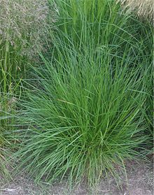 Deschampsia caespitosa