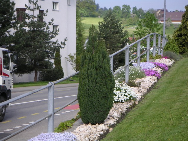 Chamaecyparis lawsoniana 'Ellwoodii'
