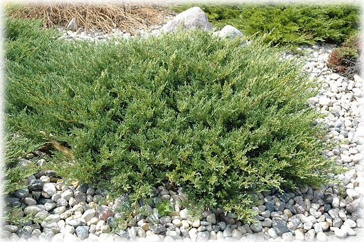 Juniperus horizontalis 'Andorra Compacta' 