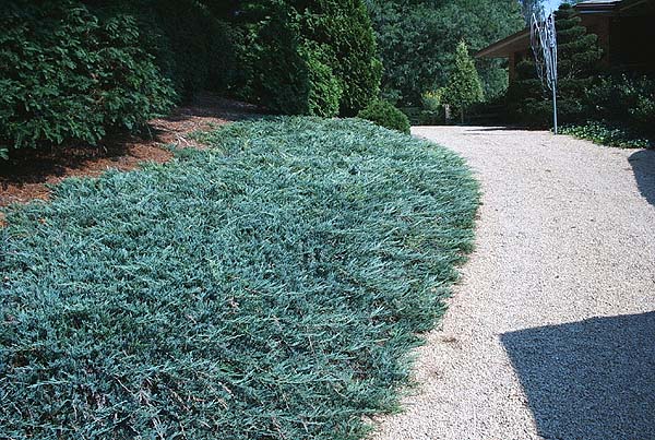 Juniperus horizontalis 'Blue Chip' 